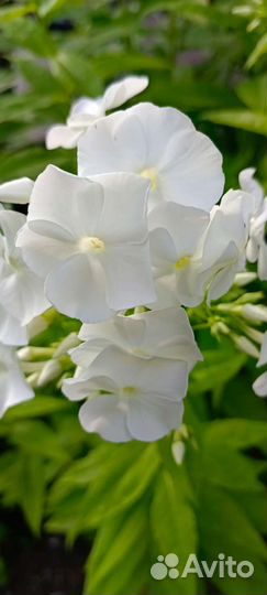 Флоксы многолетние