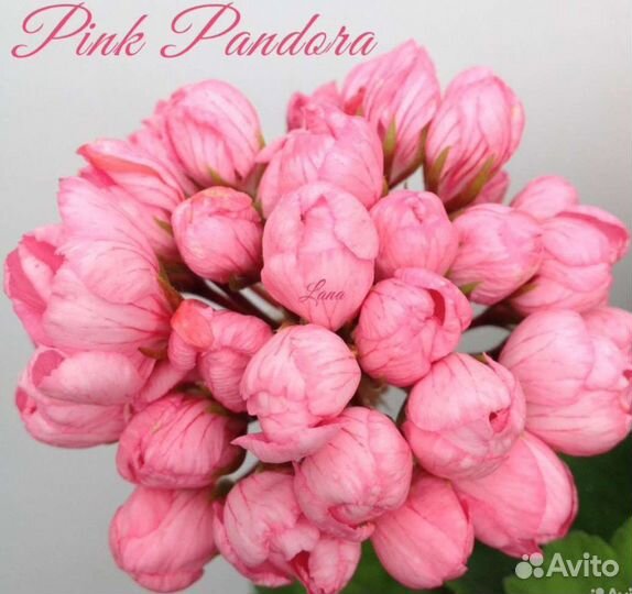 Пеларгония тюльпановидная (редкие сорта)