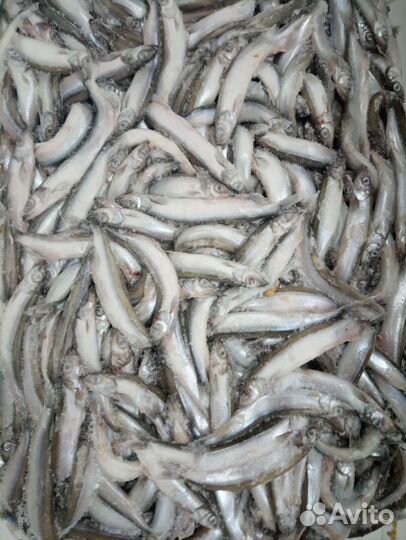 Мойва н/р атлантическая