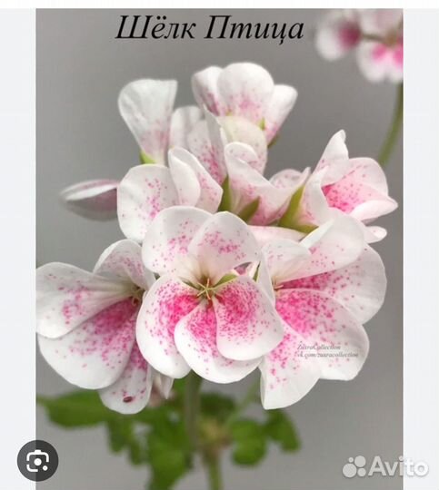 Пеларгония