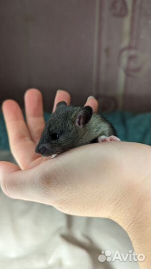 Декоративные крысята