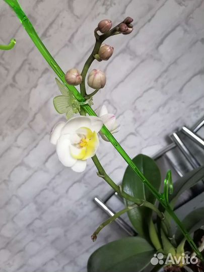 Орхидея фаленопсис мультифлора