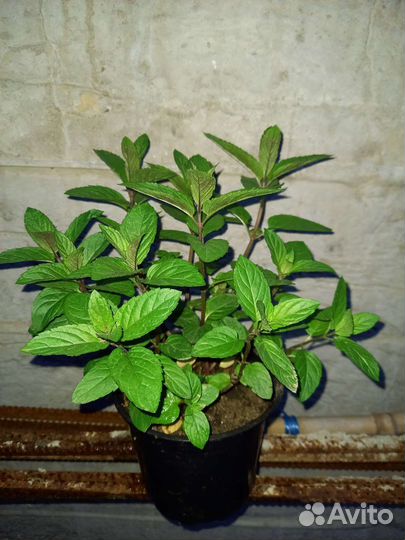 Мята ментоловая