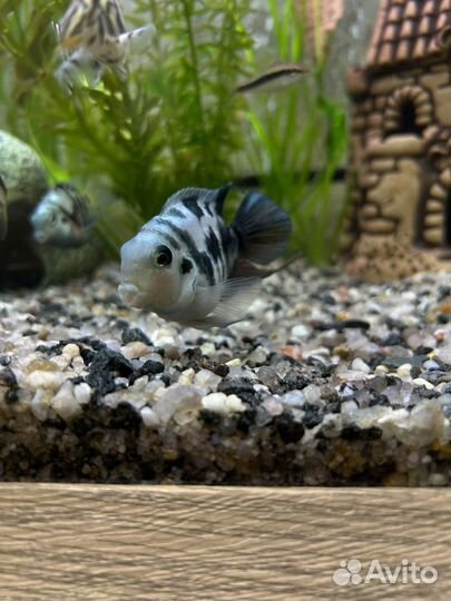 Рыбки Сапфировый попугай-пара