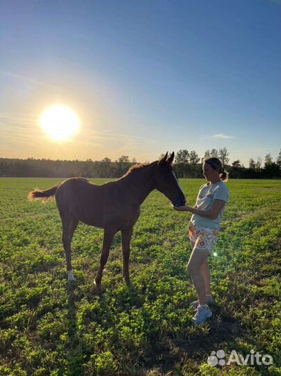 Верховая езда, катание на лошади