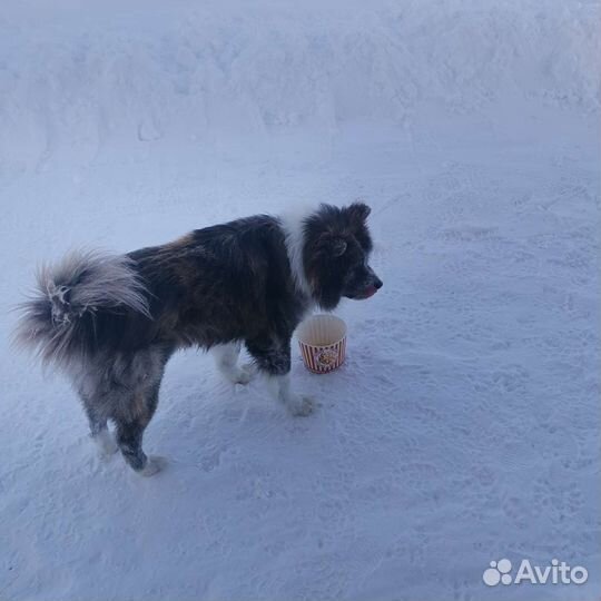 Случка собак