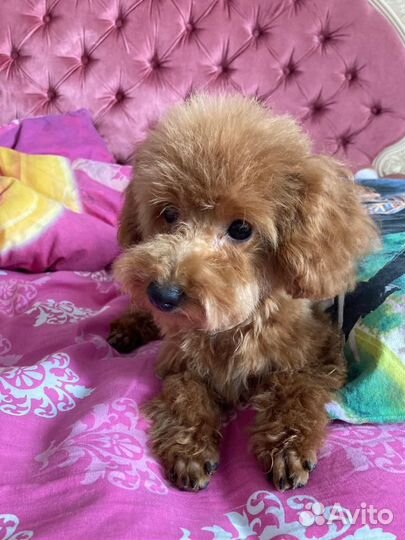 Щенок той-пуделя РКФ