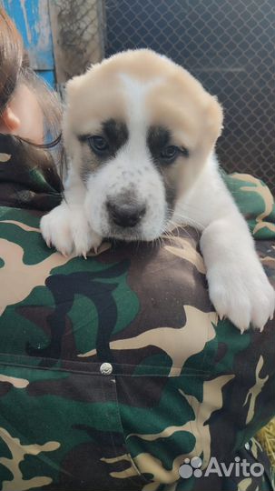 Среднеазиатская овчарка (алабай щенки)