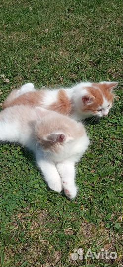 Котята в добрые руки бесплатно