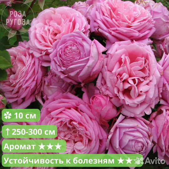 Роза плетистая бьенвеню