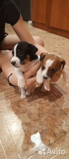 Щенки джек рассел терьер