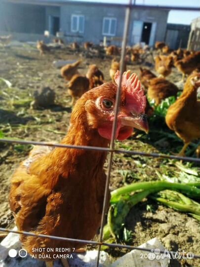 Домаший бройлер