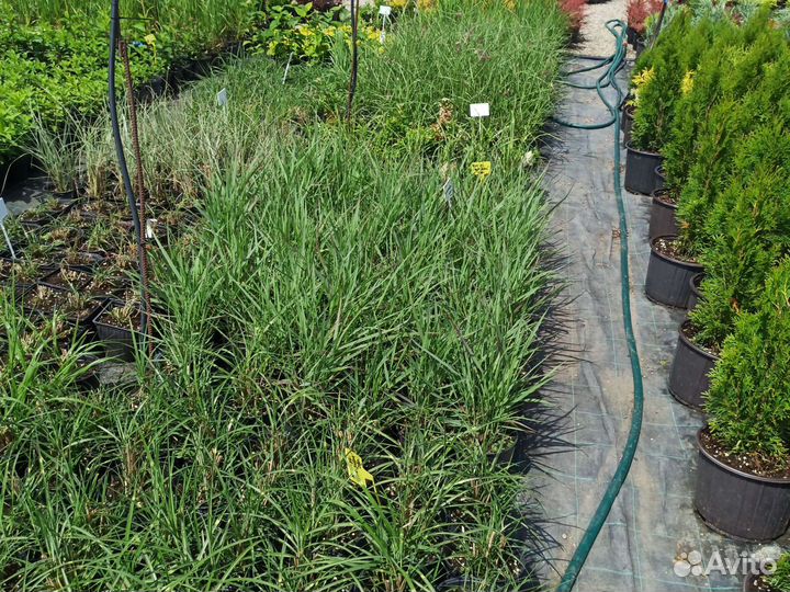 Мискантус, просо, пеннисетум, кортадерия