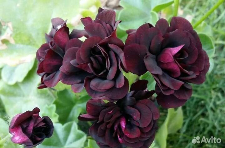 Пеларгония Royal Black rose