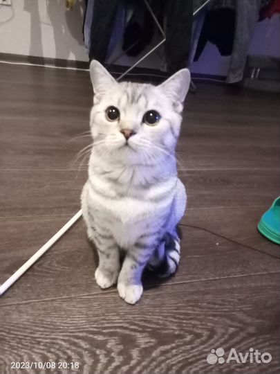 Британская