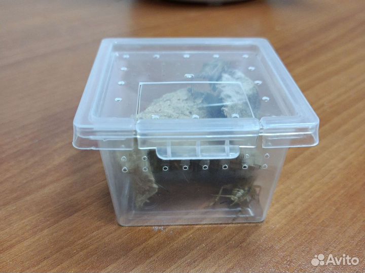 Сверчок кормовой, зофобас, мучной червь