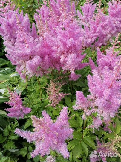 Астильба розовая, темно - розовая махровая