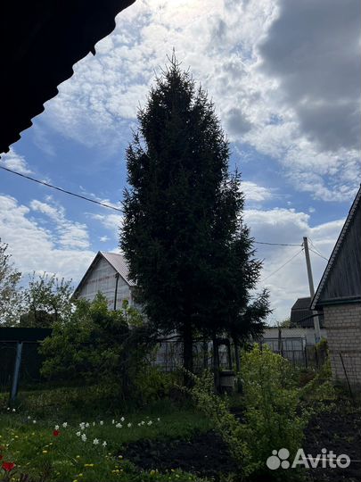 Ель обыкновенная