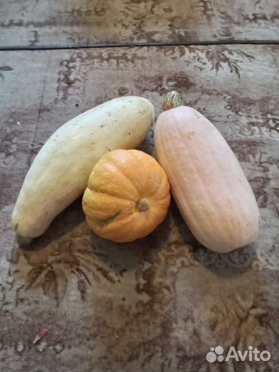Кабачки и тыквы на семена