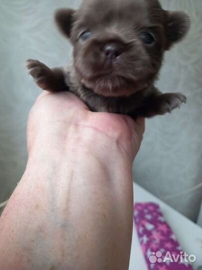 Лиловые,голубые,кремовые щенки чихуахуа