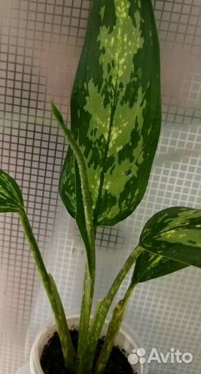 Аглоанема переменчивая