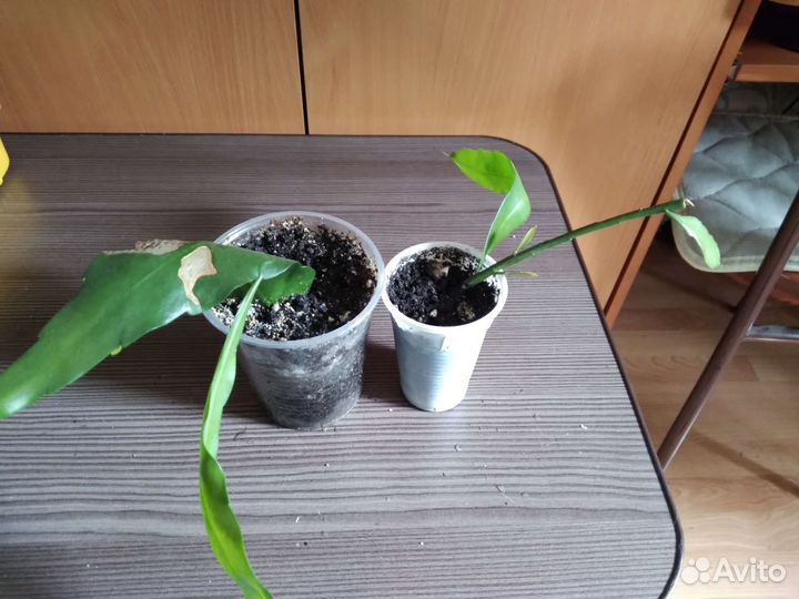 Эпифиллум Оксипеталлум, и красный и розовый