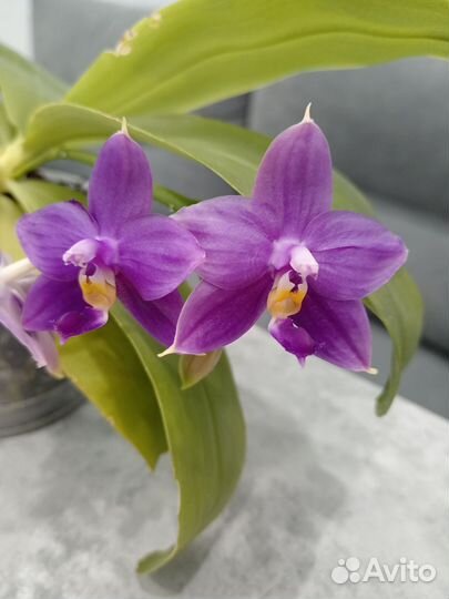 Орхидея фаленопсис