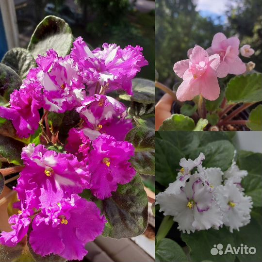 Комнатные цветы