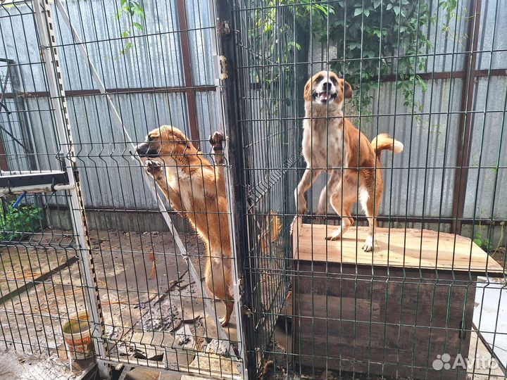 Пристроить в добрые руки Собак