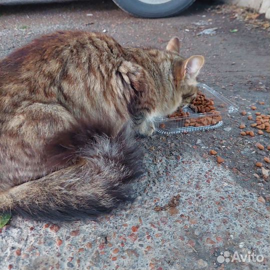 Котик бесплатно