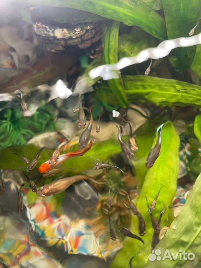 Аквариумные рыбки гуппи