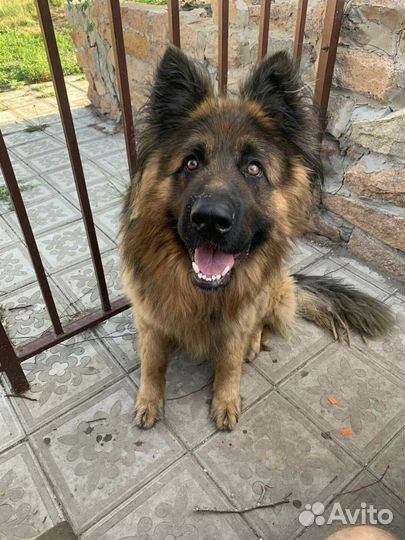 Немецкая овчарка вязка