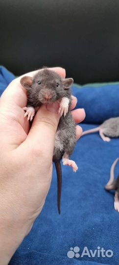 Крысята крысы дамбо рекс из питомника с паспортом