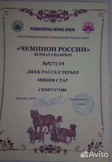 Джек Рассел терьер