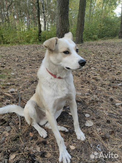 Собака в добрые руки