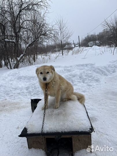 Стерилизованная Собака среднего размера