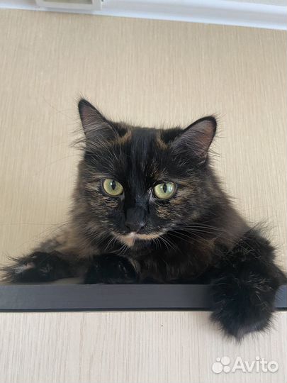 Кошки бесплатно