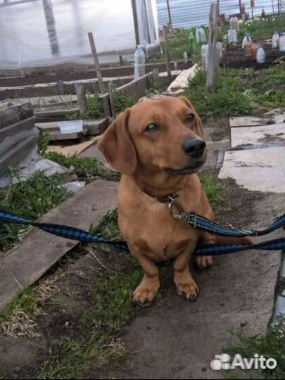 Собака такса мальчик