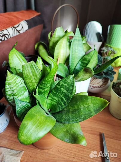 Сансевиерия, аихризон, дримиопсис