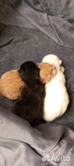 Котята бесплатно