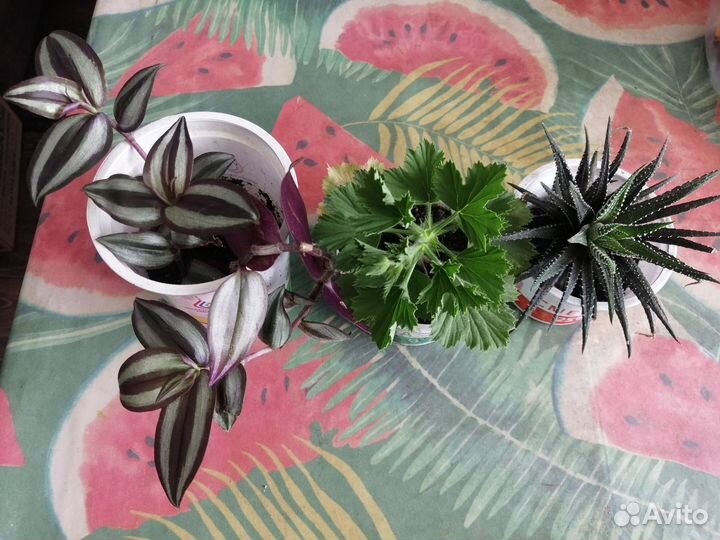 Комнатные цветы