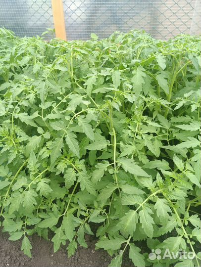 Рассада помидор