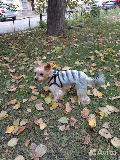 Передержка собак в домашних условиях