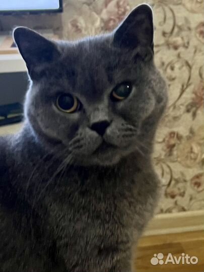 Британская