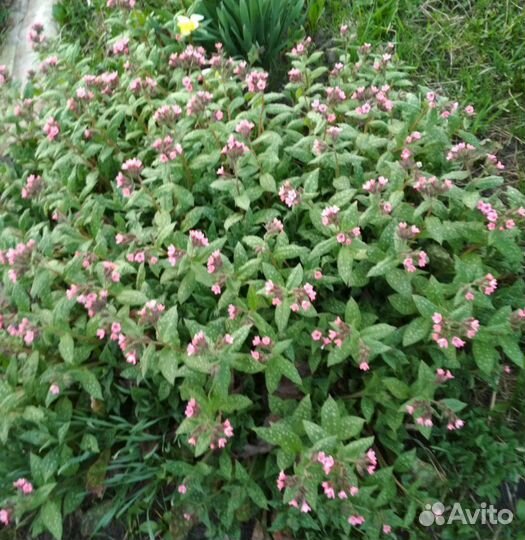 Медуница, Купена