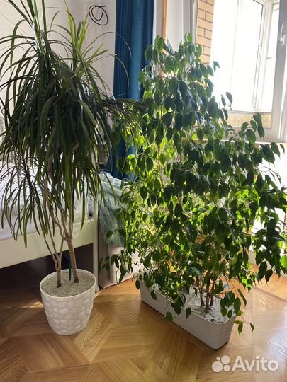 Фикус бенджамина большой и драцена
