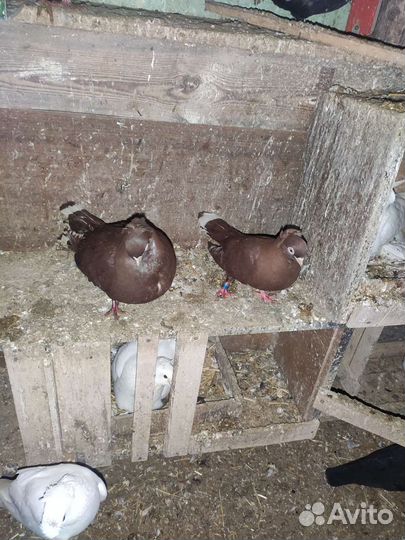 Голуби разные