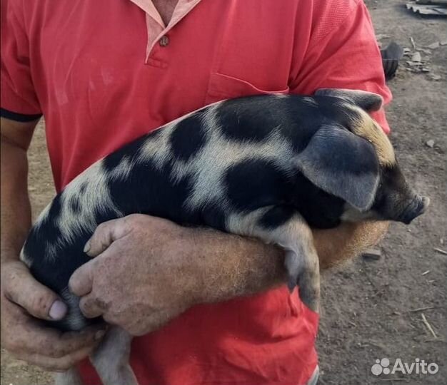 Домашние поросята