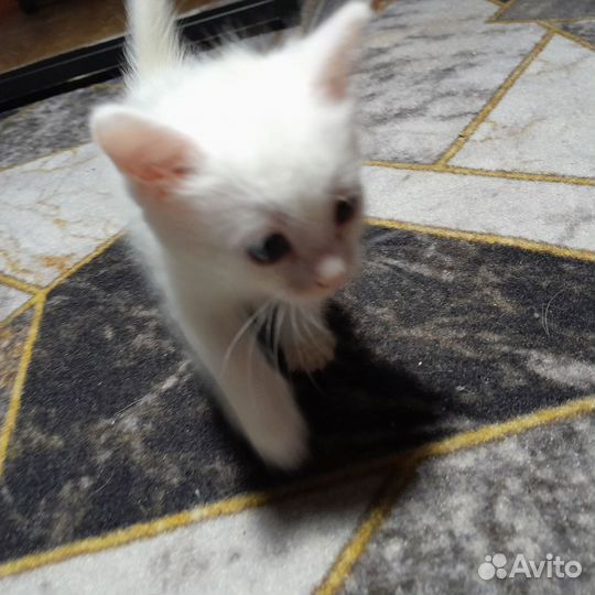 Кошка турецкая ангора