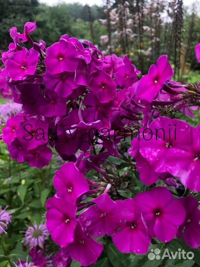 Саженцы Флоксов, каприфоль, гравилат